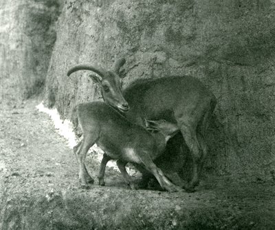 Una oveja de Berbería alimentando a su cordero en las terrazas Mappin, Zoológico de Londres, agosto de 1927 de Frederick William Bond