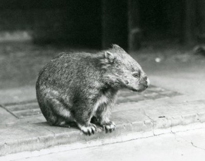 Un wombat de nariz desnuda/común/de pelo grueso sentado en el suelo en el zoológico de Londres en 1929 de Frederick William Bond