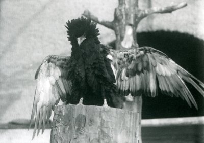 Un águila bateleur parada en un tocón de árbol y extendiendo sus alas, Zoológico de Londres, 1925 de Frederick William Bond
