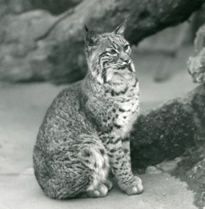 Un lince rojo o gato montés en el Zoológico de Londres, marzo de 1927 de Frederick William Bond
