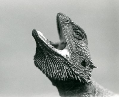 Un Dragón Barbudo mirando hacia arriba y boquiabierto, Zoológico de Londres, agosto de 1928 de Frederick William Bond