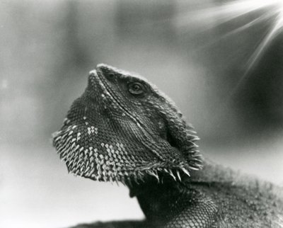 Un lagarto barbudo mirando hacia arriba en el Zoológico de Londres en 1930 de Frederick William Bond