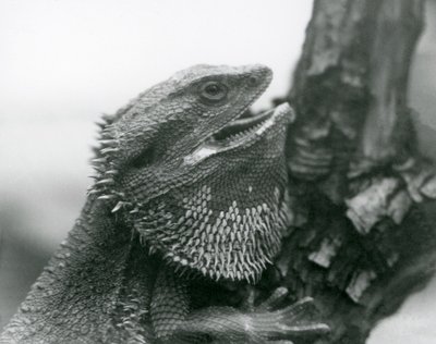 Un Lagarto Barbudo con la boca abierta, agarrado a una rama, Zoológico de Londres de Frederick William Bond