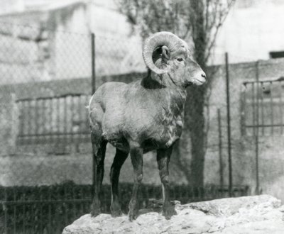 Un carnero de borrego cimarrón de pie sobre una roca mirando su recinto al pie de las Terrazas Mappin, Zoológico de Londres. 1931 (foto en blanco y negro) de Frederick William Bond