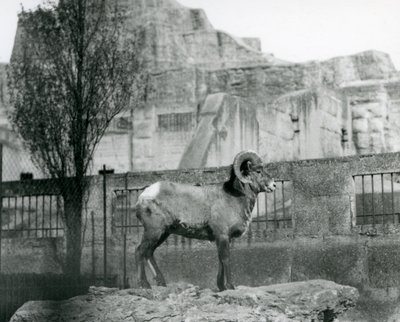 Un Carnero de Oveja de Cuerno Grande de pie sobre una roca mirando su recinto al pie de las Terrazas Mappin, Zoológico de Londres. 1931 de Frederick William Bond