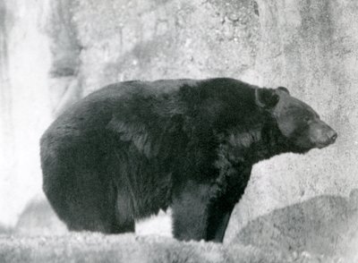 Un oso negro de pie en su recinto, en las terrazas Mappin, en el zoológico de Londres en 1924 de Frederick William Bond