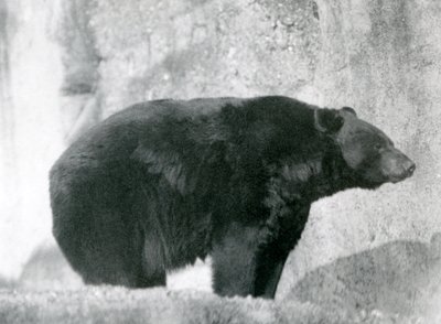 Un oso negro de pie en su recinto, en las Terrazas Mappin, en el Zoológico de Londres en 1924 de Frederick William Bond