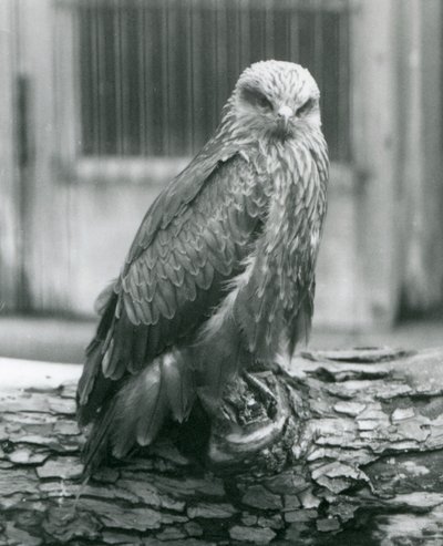 Un Milano Negro descansando en un tronco, Zoológico de Londres, agosto de 1926 de Frederick William Bond