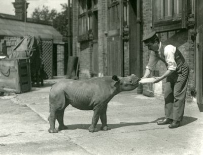 Un rinoceronte negro bebé siendo alimentado con biberón por su cuidador, Zoológico de Londres, septiembre de 1928 de Frederick William Bond