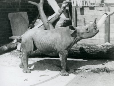 Un rinoceronte negro bebé siendo alimentado con biberón por su cuidador, Zoológico de Londres, septiembre de 1928 de Frederick William Bond
