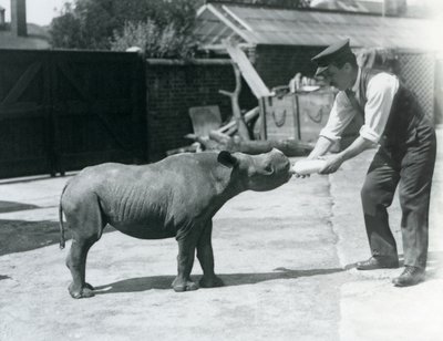 Un rinoceronte negro bebé siendo alimentado con biberón por su cuidador, Zoológico de Londres, septiembre de 1928 de Frederick William Bond