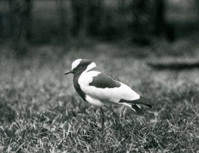 Avefría herrera de pie sobre el césped en el Zoológico de Londres, agosto de 1927 de Frederick William Bond