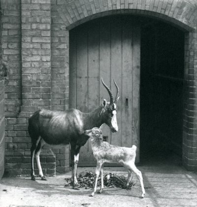 Un ternero de Blesbok con su madre en el Zoológico de Londres, Junio 1914 de Frederick William Bond