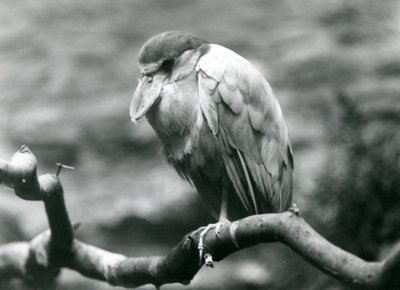 Garza pico de bote en una rama en el Zoológico de Londres, junio de 1924 de Frederick William Bond