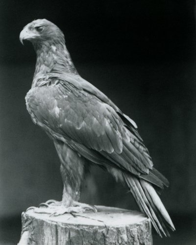 Un águila calzada de pie sobre un tocón de árbol en el Zoológico de Londres en junio de 1926 de Frederick William Bond