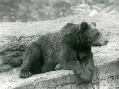 Un Oso Pardo Descansando en un Saliente en el Zoológico de Londres en 1924 de Frederick William Bond