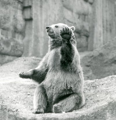 Un oso pardo sentado en una repisa rocosa, saludando con una de sus patas delanteras, Zoológico de Londres, septiembre de 1927 de Frederick William Bond