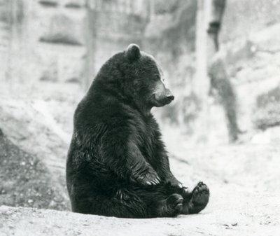 Un oso pardo sentado en las rocas de las Terrazas Mappin, Zoológico de Londres, junio de 1928 de Frederick William Bond