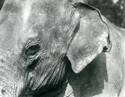 Elefante birmano, Zoológico de Londres, septiembre de 1926 de Frederick William Bond