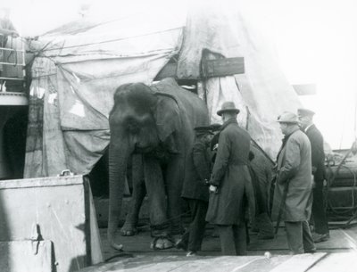 Un elefante birmano parcialmente protegido bajo una lona en la cubierta, con un entrenador y cuatro hombres más, viajando al Zoológico de Londres en 1927 de Frederick William Bond