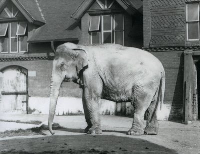 Un elefante birmano de pie fuera de la Casa de los Elefantes, zoológico de Londres de Frederick William Bond