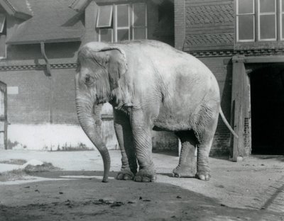 Un elefante birmano fuera de la Casa de los Elefantes en el Zoológico de Londres en 1929 de Frederick William Bond