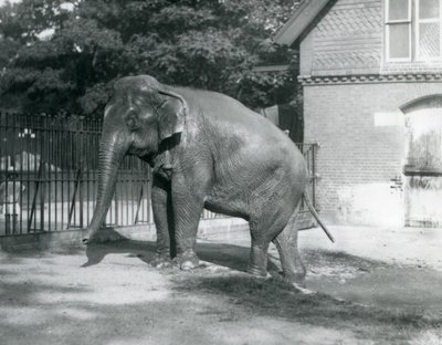 Un elefante birmano saliendo de una piscina en su recinto, Zoológico de Londres de Frederick William Bond