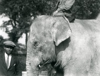 Elefante birmano con su entrenador y otro hombre, Zoológico de Londres, septiembre de 1926 de Frederick William Bond