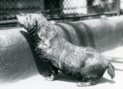 Un perro de monte en el Zoológico de Londres, junio de 1925 de Frederick William Bond
