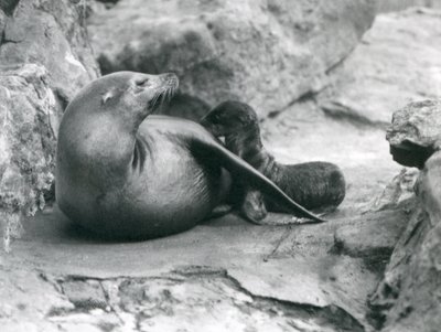 Una leona marina de California amamantando a su cría de una hora de edad, Zoológico de Londres, julio de 1925 de Frederick William Bond