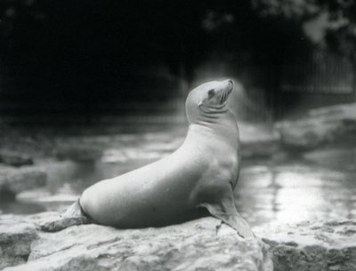 Una leona de California sentada en una roca junto a su piscina, Zoológico de Londres, septiembre de 1925 de Frederick William Bond