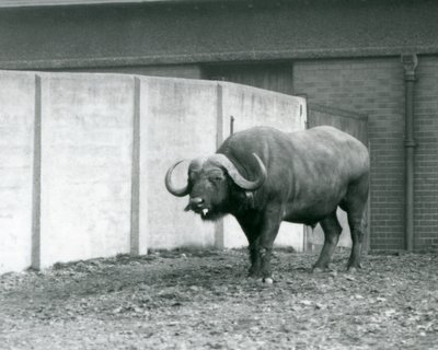 Un toro de búfalo del Cabo/Africano de pie sobre tierra desnuda, junto a la pared de concreto de su recinto en el Zoológico de Londres en 1928 de Frederick William Bond