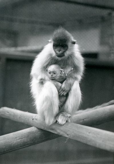 Un langur con gorra sosteniendo a su bebé mientras está sentado en una viga. Zoológico de Londres, 6 de octubre de 1913 de Frederick William Bond