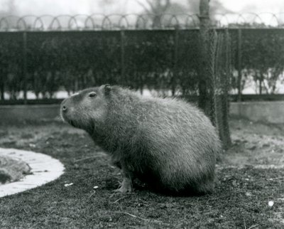 Un carpincho sentado en su recinto en el Zoológico de Londres en agosto de 1927 de Frederick William Bond