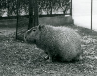 Un capibara en su recinto en el Zoológico de Londres, junio de 1927 de Frederick William Bond
