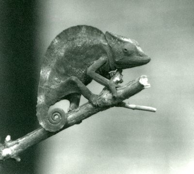 Un camaleón aferrado al extremo de una rama, Zoológico de Londres, 1927 de Frederick William Bond