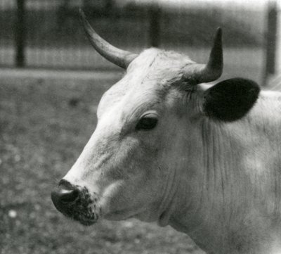 Una vaca Chartley en el Zoológico de Londres, julio de 1924 de Frederick William Bond