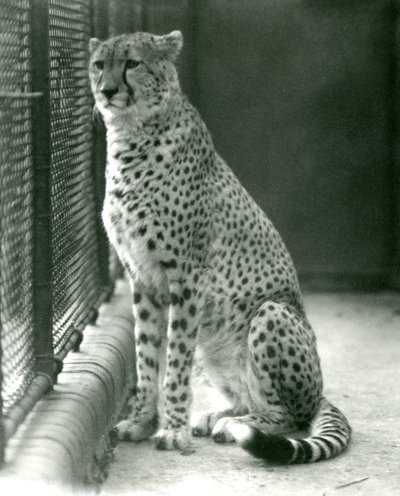 Un guepardo sentado en su recinto en el Zoológico de Londres, octubre de 1924 de Frederick William Bond