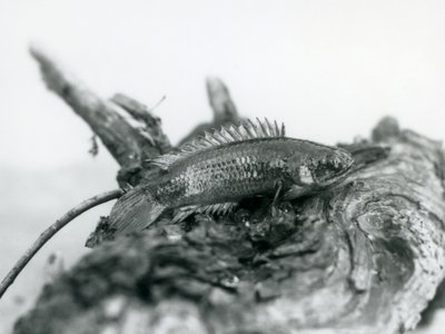Un pez trepador descansando en una rama muerta, fuera del agua en el Zoológico de Londres en septiembre de 1928 de Frederick William Bond