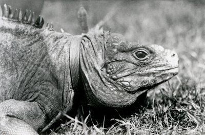 Una Iguana Roca Nublada Methuselah, con un collar, caminando en un césped en el Zoológico de Londres, julio de 1924 de Frederick William Bond