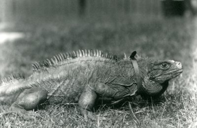 Iguana de roca nublada con collar caminando en el césped del Zoológico de Londres, julio de 1924 de Frederick William Bond