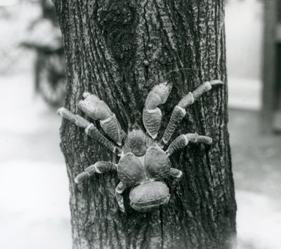 Un cangrejo ladrón de cocos trepando un árbol, Zoológico de Londres, 1927 de Frederick William Bond