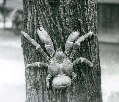 Un cangrejo cocotero, o cangrejo ladrón, trepando un árbol, zoológico de Londres, julio de 1927 de Frederick William Bond
