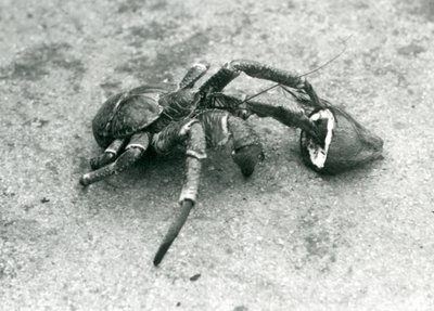 Un cangrejo cocotero, o cangrejo ladrón, alimentándose de coco, zoológico de Londres, julio de 1927 de Frederick William Bond
