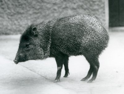 Un pecarí de collar en el Zoológico de Londres, 1927 de Frederick William Bond