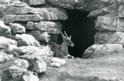 Un Eland Común descansando en la entrada de su refugio entre las rocas en el Paddock de Eland/Antílope, Zoológico de Londres en 1929 de Frederick William Bond