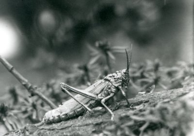 Un saltamontes de algodoncillo común en el Zoológico de Londres, mayo de 1927 de Frederick William Bond