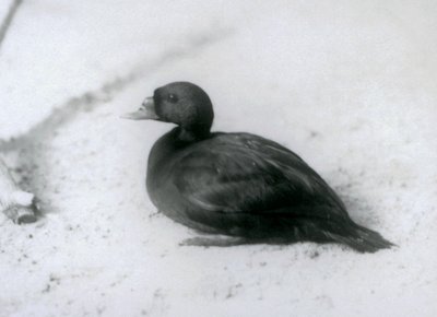 Un pato negro común en el Zoológico de Londres en 1925 de Frederick William Bond