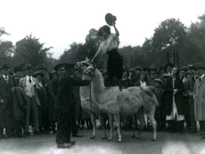 Una vaquera se para a horcajadas sobre dos llamas durante una visita al zoológico de Londres en 1924 de Frederick William Bond