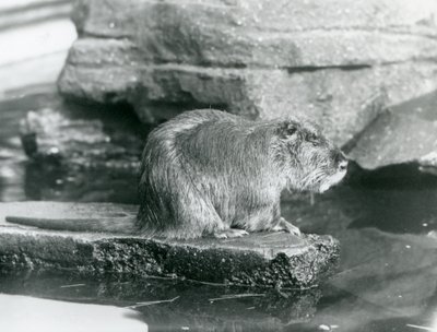 Un coipo sentado en un saliente rocoso en una piscina en su recinto en el Zoológico de Londres, febrero de 1928 de Frederick William Bond